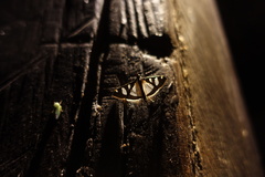 Glyphodes actorionalis