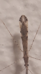 Empicoris vagabundus