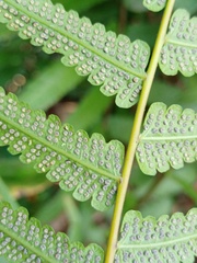 Christella subpubescens