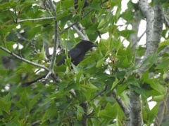 Dicrurus macrocercus harterti