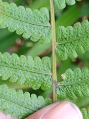 Christella subpubescens