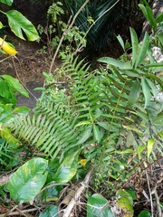 Christella subpubescens