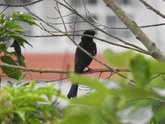 Dicrurus macrocercus harterti