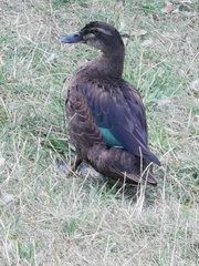 Anas platyrhynchos × Cairina moschata