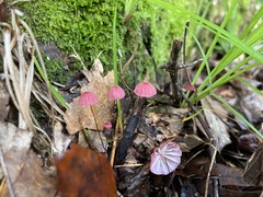 Marasmius pulcherripes