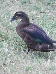 Anas platyrhynchos × Cairina moschata