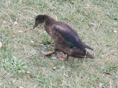 Anas platyrhynchos × Cairina moschata