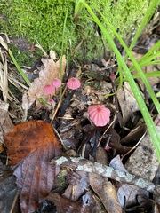 Marasmius pulcherripes