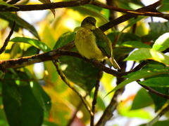 Iridophanes pulcherrimus