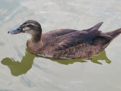 Anas platyrhynchos × Cairina moschata