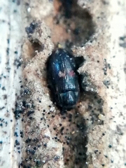 Biphyllus lunatus