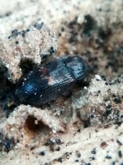 Biphyllus lunatus