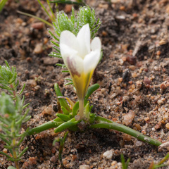 Moraea angulata
