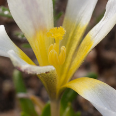 Moraea angulata