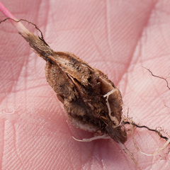 Moraea angulata