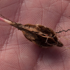 Moraea angulata