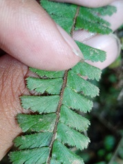 Adiantum caudatum