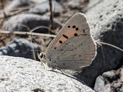 Tharsalea nivalis
