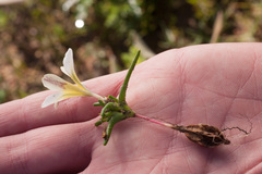 Moraea angulata