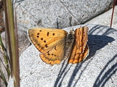 Tharsalea nivalis
