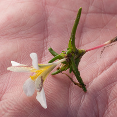 Moraea angulata