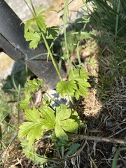 Ranunculus montanus