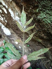 Tectaria siifolia
