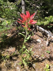 Castilleja purpurascens