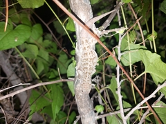 Phyllodactylus tuberculosus