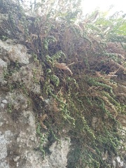 Selaginella involvens