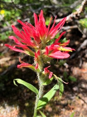 Castilleja purpurascens