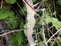 Phyllodactylus tuberculosus