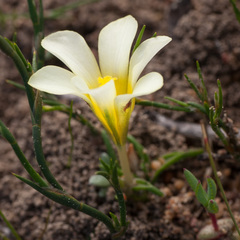 Moraea angulata