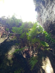 Selaginella involvens