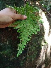 Selaginella involvens