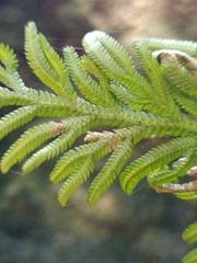 Selaginella involvens