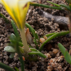 Moraea angulata