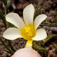 Moraea angulata