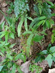 Adiantum hispidulum