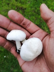 Agaricus