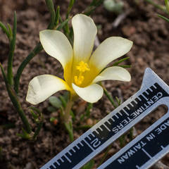 Moraea angulata