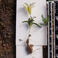 Moraea angulata