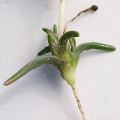 Moraea angulata