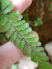 Adiantum caudatum