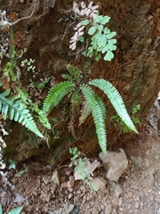 Adiantum caudatum
