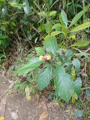 Strobilanthes crispus