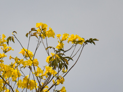 Handroanthus serratifolius