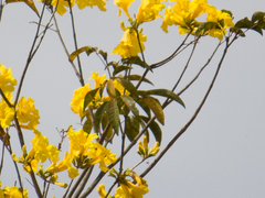 Handroanthus serratifolius