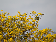 Handroanthus serratifolius