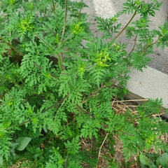 Ambrosia artemisiifolia